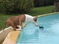 gandja qui serait prete a tout pour attraper le thermometre dans la piscine