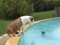 chien drole
