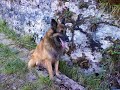 Nanouk et Cayenne in the nature