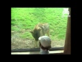 Lion attacks boy at the zoo