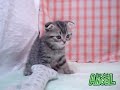 【ペットショップ エンゼル】お薦めの子犬・子猫 0911015.mpg