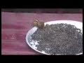 Chipmunk Tales Chipmunk Tales