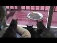Chipmunk Tales