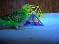 Parakeet training session