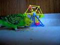 Parakeet training session