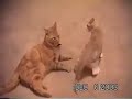 cat fights