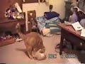 Cat Fights