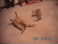 cat fights