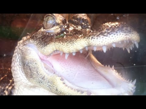American Alligator