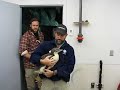 Newport Aquarium Gentoo Penguin Chicks