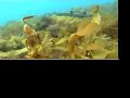 The Springs - Dive site