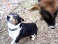 Cow and Dog