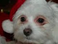 maltese-merry-christmas-maltese-puppy-elves.html