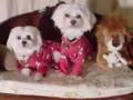 Maltese video