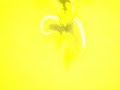 dbz msi stupid mf amv