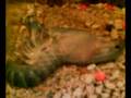 videos de Udang Salin Kulit - Prawn Changing it Skin