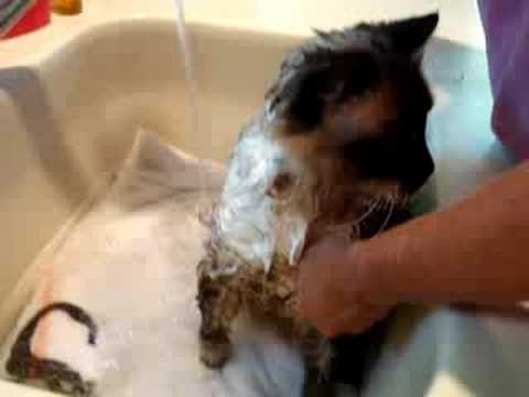 How to Bathe a Cat 0 How to Bathe a Cat