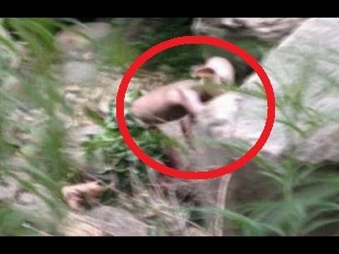 Bizarre Gollum Like Creature Spotted In China