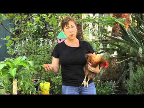 how to get more eggs from your laying hens