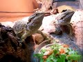 flockes bartis meine baby´s ^^