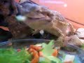 flockes bartis meine baby´s ^^