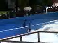Puyo surfeando