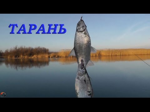 снасть для азовской тарани снасть для азовской тарани