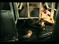The Pig Picture Part 1 The Pig Picture Part 1