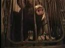 The Pig Picture Part 1