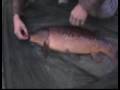 carp fishing at hitchin