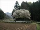 tajima sakura kikou tajima sakura kikou