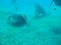 SMSD in the Red Sea (Egypt) Diving Marsa Alam 004
