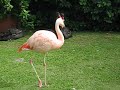 Pink Flamingo Pink Flamingo