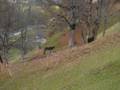 videos de Roos&Fleur Swiss 08