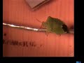 Shield Bug