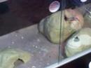 How to breed Leopard Geckos 2 How to breed Leopard Geckos 2