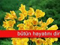 GAZ? UN?V. GAZ? HABER ATA?ST VE KOM�N?ST B?R AVUKAT