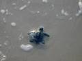 Turtle Baby
