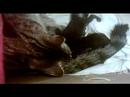 Geburt von Hera Nanook und Iorek Geburt von Hera Nanook und Iorek