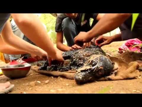 Cão vira pedra ao cair em piche quente