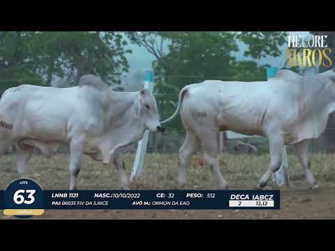4� DE OLHO DA FAZENDA NELORE AKROS