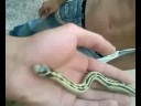 serpent serpent