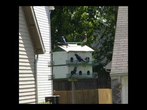 how to attract purple martins in nj