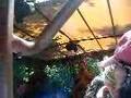 Jungle cruise