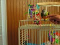 senegal parrot dancing  -lucy