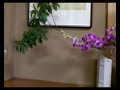 hana6.mov hana6.mov