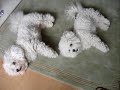 my two bichons doing a couple of tricks