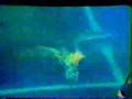 1982 world diving champioship part 2 