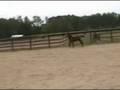 videos de CF Radison, High Silver Premium Dutch Warmblood Colt