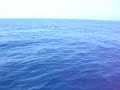 balenottera 2